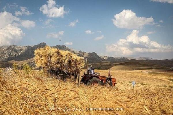 مطالبات گندم کاران از فردا پرداخت می شود