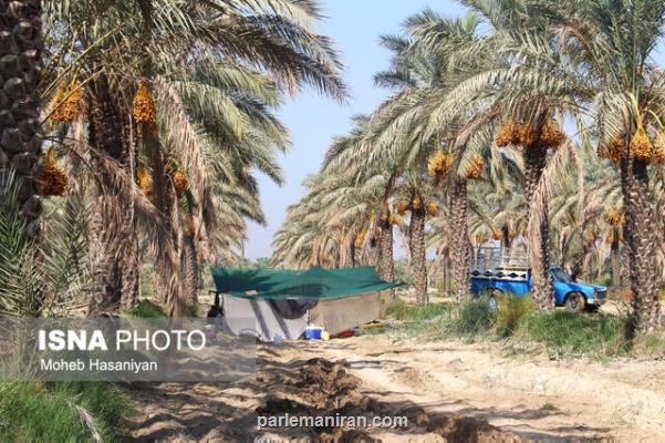 عوارض صادرات خرما برداشته شد